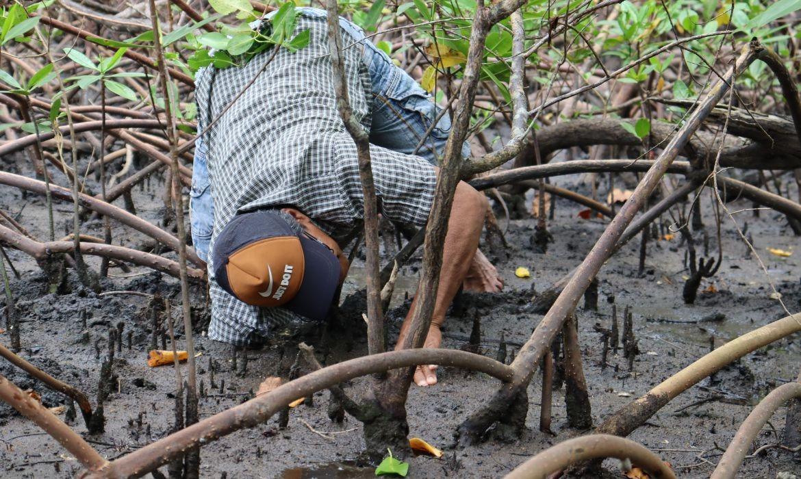 Meio Ambiente abre cadastro para o Projeto Vida no Mangue 2025
