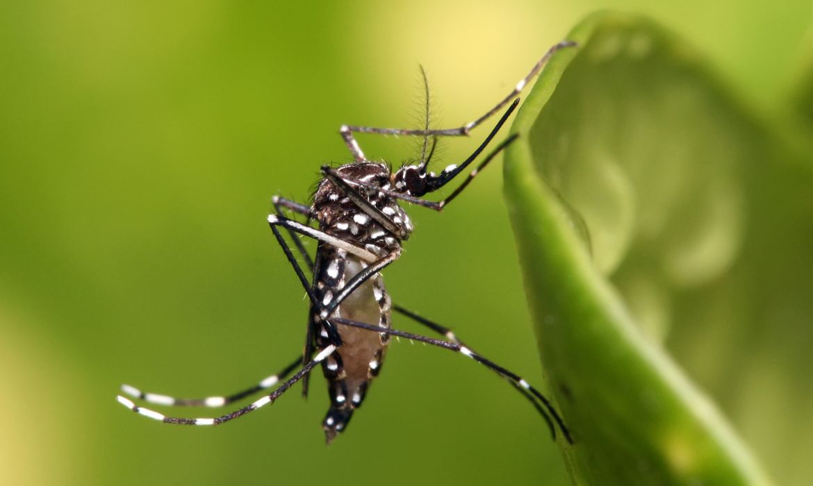 Secretaria de Saúde alerta para aumento dos números de casos de dengue