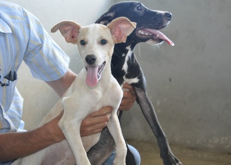 Cães e gatos aguardam uma nova família no CCZ de Aracruz